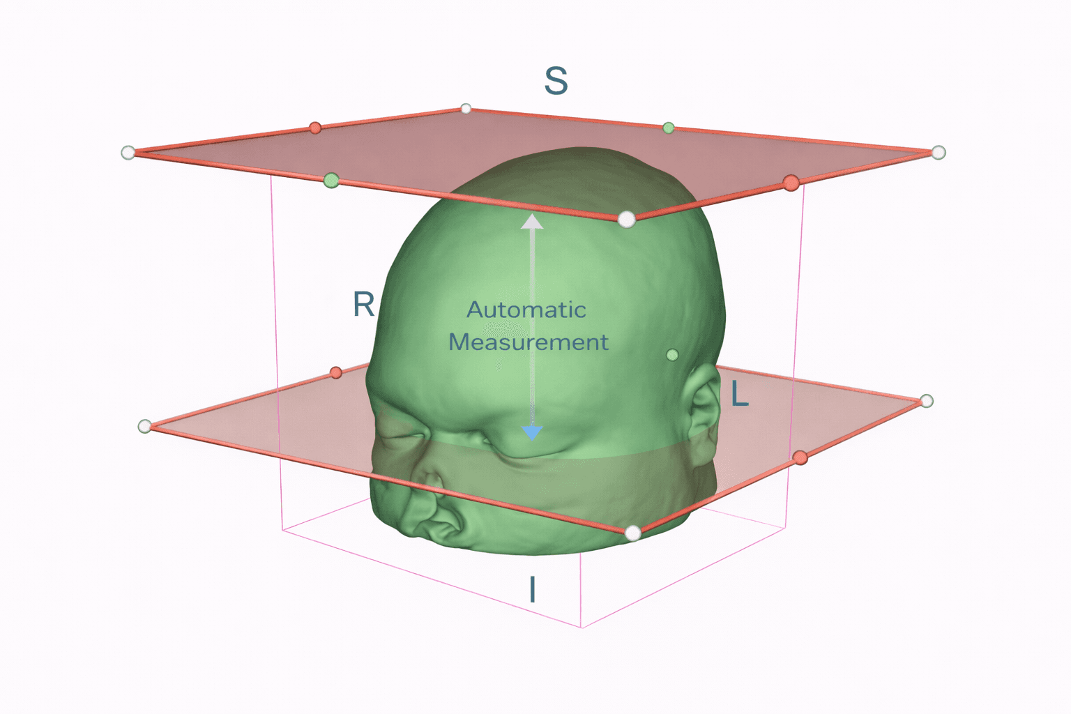 Analyse morphologique automatisée à partir d'images médicales